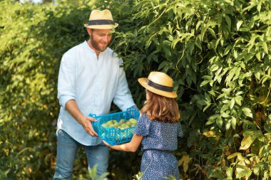Happy farmer in a straw hat gives a little girl a box with a passion fruit harvest in her hands. Father and daughter work together in the garden. The concept of family harvesting and local farming.
