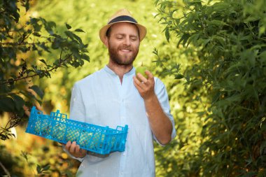 Organik tarım. Hasır şapkalı gülümseyen beyaz bahçıvanın portresi hasat dolu bir kutu tutuyor ve tutku meyvesi gösteriyor. Hasat ve bahçıvanlık konsepti.