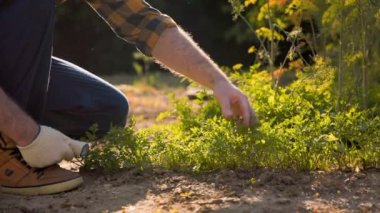 Bahar çiftçiliği. İş kıyafetleri içinde bir bahçıvan, güneş tarafından aydınlatılan maydanozları eliyle okşayarak bitki yataklarını teftiş eder. Yakın çekim, yavaş çekim. Bahçe sezonu konsepti.
