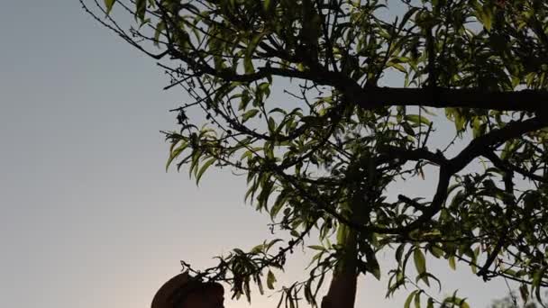 Sylwetka Ogrodnika Słomianym Kapeluszu Dotykającego Suchych Gałęzi Drzewie Zachody Słońca — Wideo stockowe