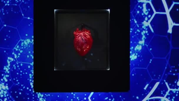 Batendo Coração Vivo Close Cru Órgão Doador Para Cirurgia Cardiológica — Vídeo de Stock