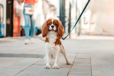 Şövalye Kral Charles Spaniel 'in safkan köpeği poz veriyor ve kameraya bakıyor. Hayvan barınağı kavramı.
