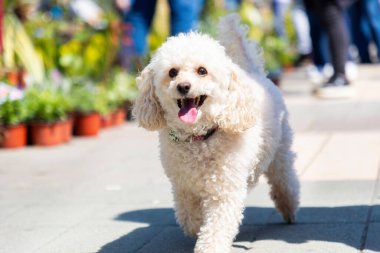 Beyaz safkan oyuncak kaniş tasmalı tasmayla caddede yürüyor. Barınaktan evcil hayvan bakımı ve evlat edinme köpeği kavramı.