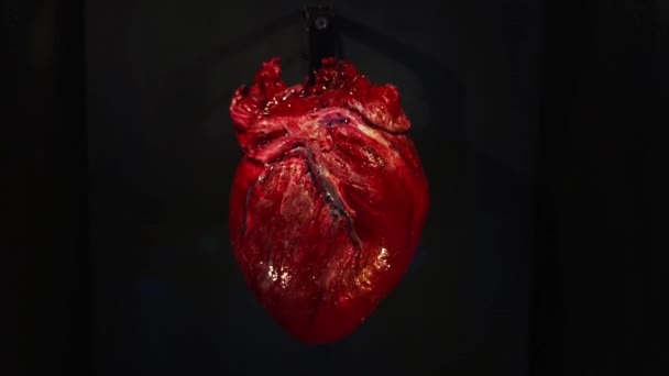 Beating Living Heart Raw Close Donor Organ Cardiological Surgery Laboratory — Stock Video