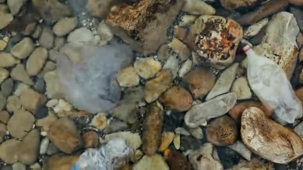 Μεγάλες Νεκρές Μέδουσες Rhizostoma Pulmo Ξεβράστηκαν Στην Ξηρά Και Επιπλέουν — Αρχείο Βίντεο