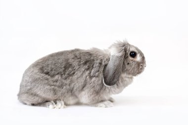 Dekoratif gri kulaklı tavşan beyaz arka planda. Uzayı kopyala Yan görüş. Hayvanlar için reklam ürünleri kavramı.