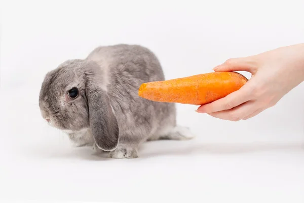 Small Fluffy Gray Decorative Lop Eared Rabbit Refuses Eat Carrots — Stock Photo, Image