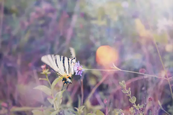Biały Piękny Motyl Admirał Będzie Latać Kwiatu Piękny Toning Miękkie — Zdjęcie stockowe