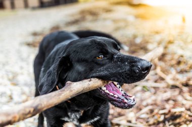 Siyah köpek deniz kenarında sopayla oynuyor..