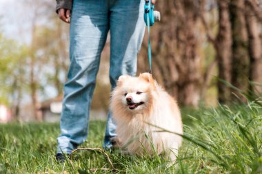 Pomeranian tasmalı beyaz tüylü şirin bir adam. Arka planda yeşil bir park. Köpeği gezdiriyorum..