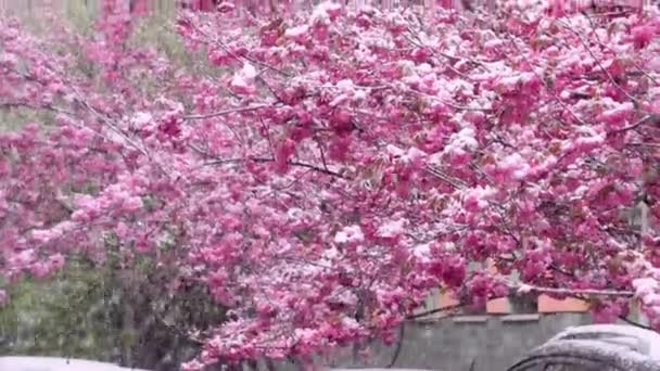 雪で覆われた桜の枝 雪の天気 美しい桜の花 花見春シーズン 手が撃たれた スローモーション — ストック動画