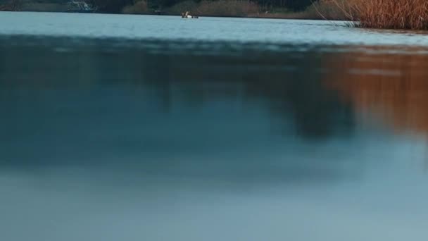 川や湖の水面の青い波のクローズアップビュー スペースをコピーする テンプレートライブ壁紙 — ストック動画