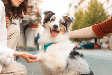 Evcil hayvan pençesini kadına verir. Avustralyalı köpek eğitimi ve şehir yürüyüşü.