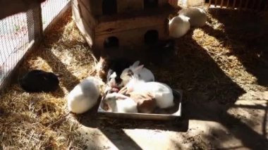 Kuşhanede çok renkli tüylü tavşanlar var. Dekoratif çiftlik tavşanı saman yiyor. Hayvanat bahçelerinde çiftçilik ve bakım..