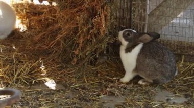 Kuşhanede sevimli tüylü tavşanlar. İki dekoratif çiftlik tavşanı saman yiyor. Hayvanat bahçelerinde çiftçilik ve bakım.
