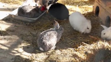 Kuşhanede sevimli tüylü tavşanlar. Renkli dekoratif ve çiftlik tavşanları dinleniyor ve saman yiyorlar. Hayvanat bahçelerinde çiftçilik ve bakım.
