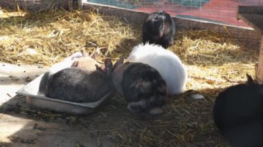 Kuşhanede sevimli tüylü tavşanlar. Bir grup dekoratif çiftlik tavşanı saman yiyor. Hayvanat bahçelerinde çiftçilik ve bakım.