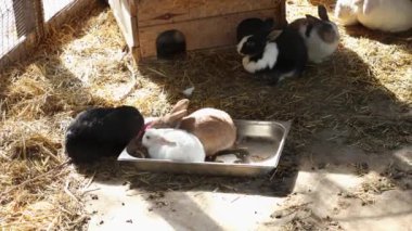 Kuşhanede sevimli tüylü tavşanlar. Dekoratif çiftlik tavşanları saman yiyor. Hayvanat bahçelerinde çiftçilik ve bakım.