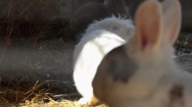 Kuşhanede sevimli tüylü tavşanlar. Dekoratif çiftlik tavşanı dinleniyor ve kürkü yalıyor. Hayvanat bahçelerinde çiftçilik ve bakım.