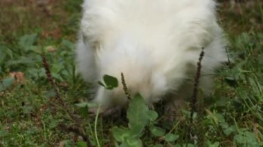 Çin Silkie Brahma tavuğunun otlakta yemini yakın. Çiftlikte yürüyen beyaz tavuklar. Species-Appropriate Free-Range Husbandry 'de Sürdürülebilir Yetiştirilmiş Tavuk