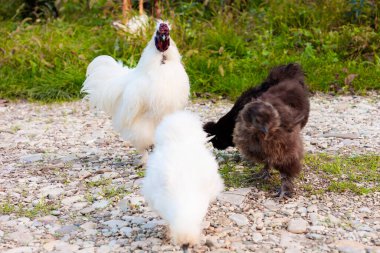 Çin Silkie Brahma 'sı çiftlikte üç tavuk ve horoz besliyor. Çevre dostu, açık çiftlikte insanca yetiştirilmiş tavuk..