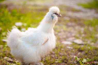 Beyaz Çin Silkie Brahma tavuğunun otlakta beslenme görüntüsü. Uzayı kopyala Species-Appropriate Free-Range Husbandry 'de Sürdürülebilir Yetiştirilmiş Tavuk.