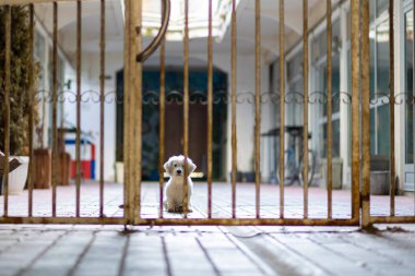 Küçük yalnız köpek yavrusu çitin büyük parmaklıklarından kameraya bakıyor. Sığınağa giren evcil hayvan. Bakıma ve koruyucu aileye ihtiyacı olan sokak hayvanları kavramı.