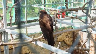  Falcon Kuşu 'nun arka görüntüsü bir direğin üzerinde oturuyor ve etrafına bakıyor. Hayvanat bahçesi kafesinde. Şahin takımının vahşi kuşları. Kuşbilimi kavramı ve vahşi hayvanların korunması.