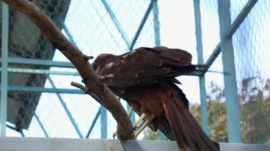 Kahverengi yırtıcı şahin kuşunun alt görüntüsü hayvanat bahçesi kafesinde bir dalda oturmaktadır. Şahin takımının etobur kuşları. Kuşbilimi kavramı ve vahşi hayvanların korunması