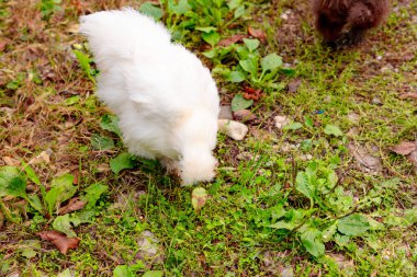 Çin Silkie Brahma tavuğu otlakta besleniyor. Species-Appropriate Free-Range Husbandry 'de Sürdürülebilir Yetiştirilmiş Tavuk.