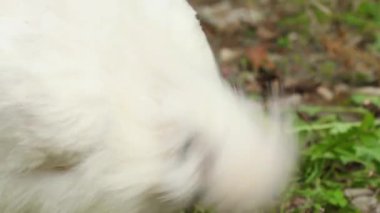 Çin Silkie Brahma beyaz tavuğu otlakta besleniyor. Species-Appropriate Free-Range Husbandry 'de Sürdürülebilir Yetiştirilmiş Tavuk