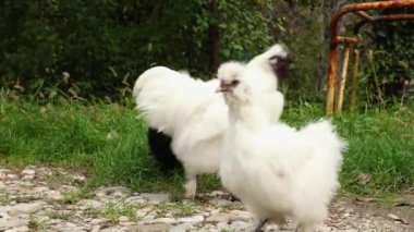 Çin Silkie Brahma, eko çiftliğinde horozla beslenen siyah beyaz tavuklar. Düşük açı. Doğal ve serbest çiftçilikte etik olarak yetiştirilmiş tavuk.