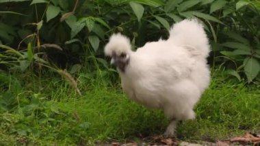 Çin Silkie Brahma beyaz tavuğu otlakta besleniyor. Species-Appropriate Free-Range Husbandry 'de Sürdürülebilir Yetiştirilmiş Tavuk