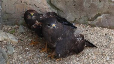 Şahin takımından iki vahşi şahin, Ortak Şahin ve Western Marsh Harrier hayvanat bahçesi kafesinde oturuyor. Üst Manzara. Kuşbilimi kavramı