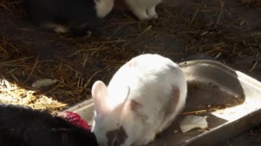 Kuşhanede sevimli tüylü tavşanlar. Renkli dekoratif ve çiftlik tavşanları dinleniyor ve saman yiyorlar. Hayvanat bahçelerinde çiftçilik ve bakım..