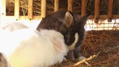 Kuşhanede sevimli tüylü tavşanlar. İki dekoratif çiftlik tavşanı dinleniyor ve kürkü yalıyor. Hayvanat bahçelerinde çiftçilik ve bakım..