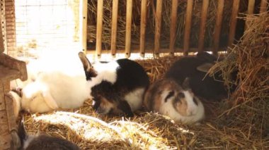 Bir grup tavşan dinleniyor. Gri-beyaz bir tavşan kulaklarını yıkar. Güneşli bir ışık. Hayvanat bahçesi ve tavşan çiftliği.