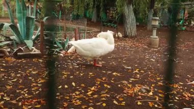 Kırsal bir eko çiftliğinde, sürdürülebilir kırsal kümes hayvanlarını temsil eden, doğal ışığı çevreleyen geniş bir çevredeki beyaz kaz sürüsü..