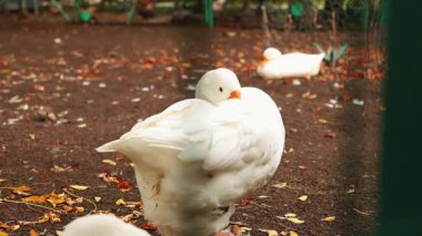Beyaz kazlar, sürdürülebilir bir çiftlikte, temiz ve iyi korunan bir alanda barışçıl bir şekilde yürüyor, kırsal kesimde etik kümes hayvanları ve organik çiftlik hayvanları yetiştiriliyor. Kapat.