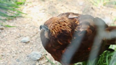 Hayvanat bahçesinde tutsak tutulan sıradan bir şahinin üst görüntüsü, kafeste bir çubuğun üzerinde oturuyor. Şahin takımının vahşi kuşları. Kuşbilim ve hayvan koruma kavramı.