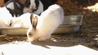 Grup dekoratif çok renkli tavşanlar bir besleyiciden yemek yiyorlar. Hayvanat bahçesi ve tavşan çiftliği.
