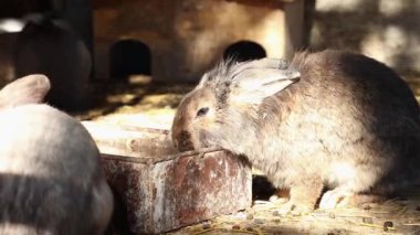 Gri dekoratif tavşan içme kabından su içer. Hayvanat bahçesi ve tavşan çiftliği.