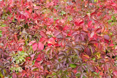 Parlak sonbahar yapraklı genç üzümlerin kökleri yoğun bir şekilde kara bulutlu bir havada toprak üzerinde yetişir.