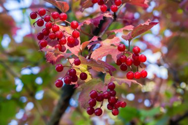 Viburum 'un dalında olgun kırmızı böğürtlen kümeleri ve bulanık bir arka planda sonbahar yaprakları seçici bir odak noktasına yakın plan.