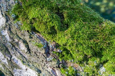 Güneşli bir sonbahar sabahında, huş ağacının gövdesinin alt kısmındaki yeşil yosun kolonisi.