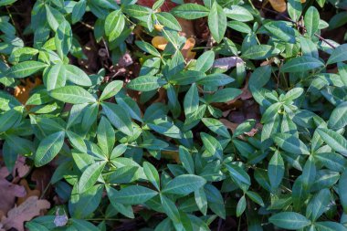 Sonbahar ormanındaki vahşi vinca ile kaplanmış ormanlık arazinin bir parçası, en üstteki yakın plan.