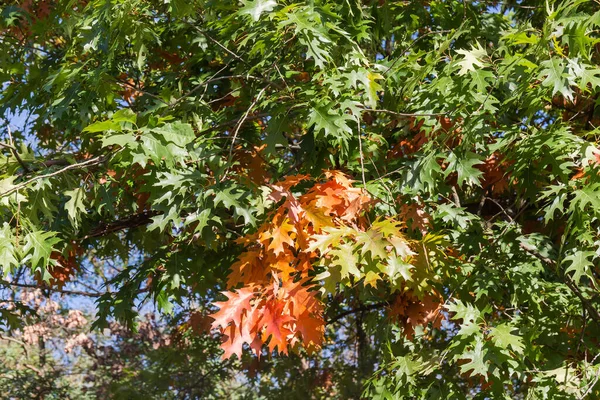 Branch of the red northern oak with bright red autumn leaves among the rest green leaves on tree in sunny day