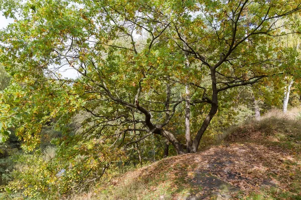 Common Oak Two Crooked Sloping Trunks Growing Hill Top Forest — Stock Photo, Image