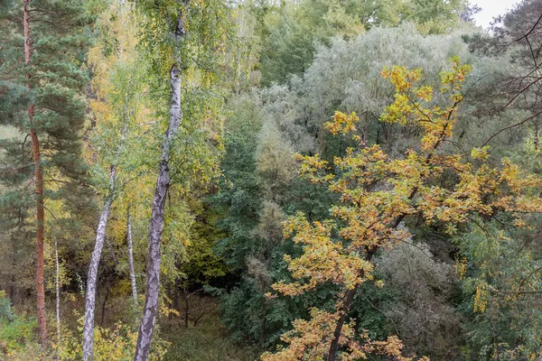 秋林峡谷坡上生长着不同的落叶和针叶树 — 图库照片
