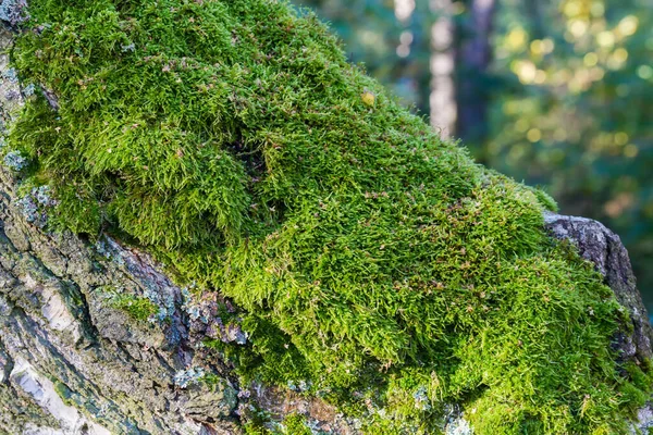 stock image Colony of the green moss on the bottom part of the old birch trunk in sunny autumn morning, close-up